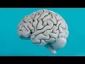 How Does Our Brain Store Memories