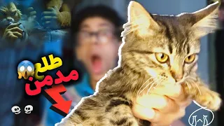 القط بتاعى طلع مدمن   دندنها