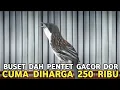 Download Lagu MAU CARI DIMANA !? PENTET GACOR DOR HARGA CUMA 250 RIBU CUMA DISINI PASAR BURUNG PRAMUKA 