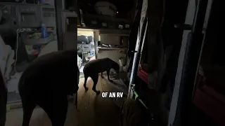 #fyp #dream #doberman #pets #vlog