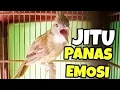 Download Lagu Pancingan akurat Cucak Jenggot Medan bahan biar cepat bunyi Gacor koar koar