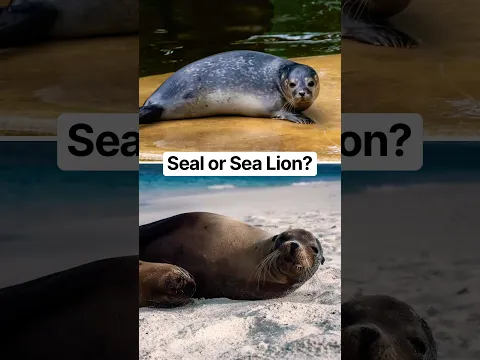 Seal or sea lion? Test yourself. #naturepbs #wildlife #animals #seal #sealion