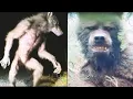 5 Real Dogman Sightings with Documented Footage You NEED To See