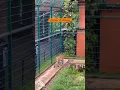 Download Lagu Baby SELEN Sering Di Lindungi JINORA Kalau ESHAN lagi marah .JINORA langsung marahin balik ESHAN