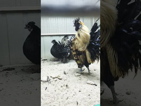 تعال شووف الديك بيعمل اى😱😱😱😊