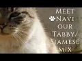 Meet Navi Mixed Cat Short Episode 1
