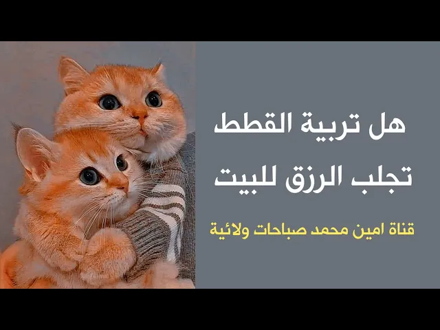 ⁣هل تربية القطط تجلب الرزق للبيت والبركة ؟ العلماء يجيبون