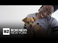 NYC s first pet-friendly shelter opens in the Bronx