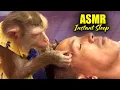 Lagu Monkey Grooming ASMR | Guaranteed Tingles For People Who NEED Instant Sleep (No Talking)