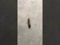 Download Lagu Caterpillar 🐛 found in Pehu and Arjun balcony : Very rare kind of caterpillar 🐛🐛🐌🐌😳😳