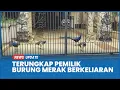 Download Lagu Viral Burung Merak Berkeliaran di Depan Rumah Mewah Ternyata Punya Bamsoet