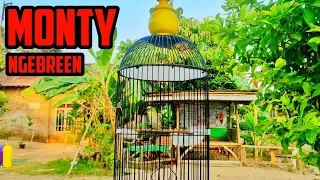 masteran burung pleci monty bren ciblek cocok buat pancingan burung