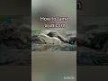 how to tame a unicorn