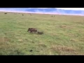 Download Lagu Mama warthog defending her three babies from a hyena attack