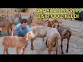 Download Lagu 👍 ARASHAN SOVLIQ QO'Z QISIR QO'YLAR YETIB KELDI SHOSHLAMIZ ARZONIGA 🇰🇬👍💸