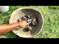 Download Lagu Mudah Cara Menanam Bunga Teratai di Dalam Pot!