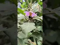 Download Lagu Baseu Alakkai Nepali Song Bumble Bee #nepalisong #pahadi #village #viral #insects #bumblebee