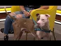 Clear the Shelters Meet Kilo