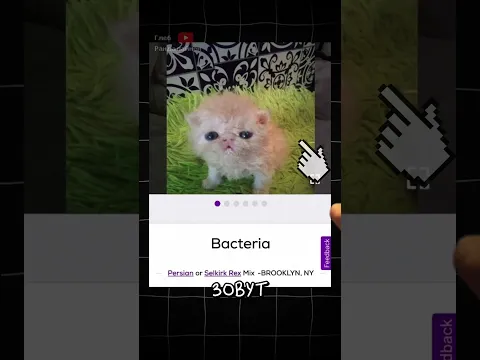 Лучшие Имена Котов 😼