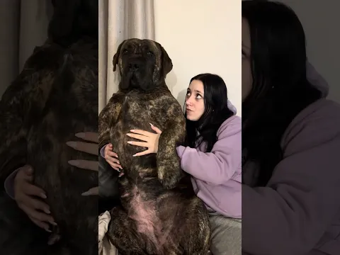 Big Boerboel Sitting like a Human
