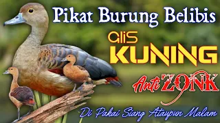 suara pikat belibis alis kuning terbaru dan di jamin anti zonk lengkap dengan suara anakannya 
