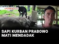 Download Lagu Sapi Kurban Milik Presiden Prabowo Mati Mendadak Usai Dimandikan | Liputan 6