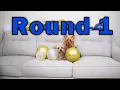 Dog Race YorkiePoo vs Silky Terrier