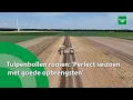 Download Lagu Tulpenbollen rooien: ‘Perfect seizoen met goede opbrengsten’