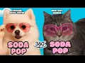 Download Lagu 360° VR Soda Pop (OIIA Cat Remix) VS SODA POP x DOGS (officiële versie)