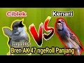 Download Lagu Ciblek Bren AK 47 Vs Kenari Rol Panjang Masteran Paling Banyak Di Cari Juri
