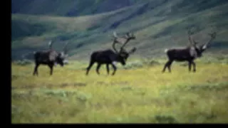 اه يا تمارا دندنها