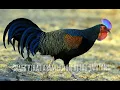 Suara pikat ayam hutan hijau jantan