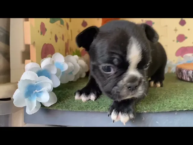 動画