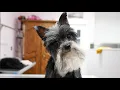 Most annoying psychopathic gremlin dog with a foot fetish