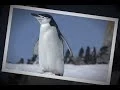 slideshow for Android tablets - FotoDream
