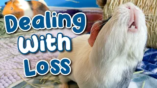 How To Help Your Guinea Pig Grieve After A Loss