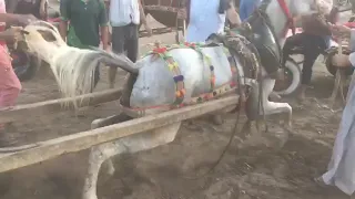 من قلب  الحدث  احلى شد فرس جر من الاخر مولد طنطا لى شد الخيل  اخر شد واحلى جر  الشبح   محمود العدوى دندنها
