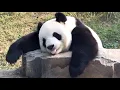 Download Lagu 🐼 Compilatie van grappige panda-momentvideo's