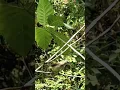 Download Lagu Detik-detik trucukan terjebak pulut #shorts
