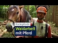 Download Lagu Schonende Waldarbeiten: Pferdestärken statt Maschinen-PS | Abendschau | BR24