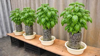 Harvest all year round - I wish I had known this basil growing method sooner