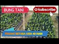 Download Lagu Pinang Betara Usia 40 Hari - BUNG TANI