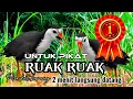 Download Lagu SUARA PIKAT RUAK RUAK ANDALAN TERBARU 2025 AMPUH