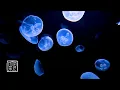 Download Lagu Moon 💨Jellyfish \u0026 Healing Music 10 HRS. Floating and Relaxing as BGM, change of your mind \u0026 body.