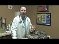 How to Tell If a Cat Has Been Neutered