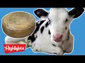 How Cheese Is Made Ever Wonder Highlights Kids