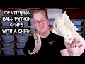 Identifying Genes in Ball Pythons Using a Shed Skin