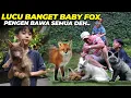 Download Lagu LAGI-LAGI RACUN..! BABY FOX LANGKA DI DEPAN MATA...