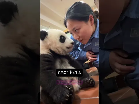 Панды Не Милые! 🐼