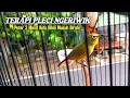 Download Lagu TERAPI PLECI NGERIWIK KASAR SAMBUNG BUKA PARUH